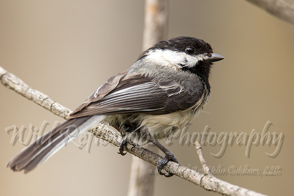 wet Chickadee