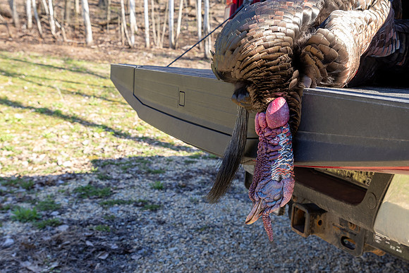 turkey beard