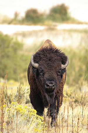 American Bison, straight