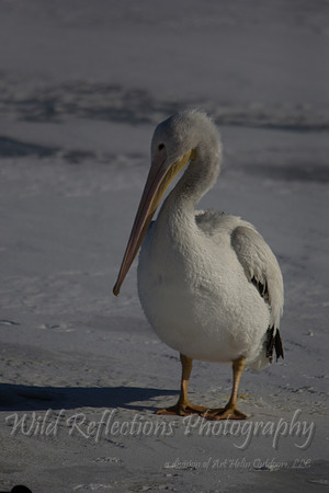 American Pelican
