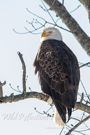 Bald Eagle resting close up
