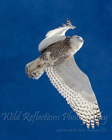 Snowy Owl in flight