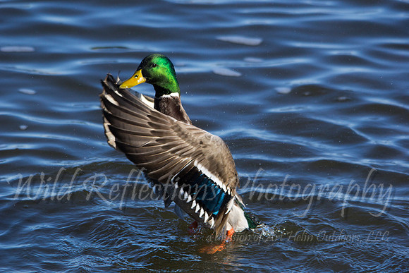 Mallard, male flapping