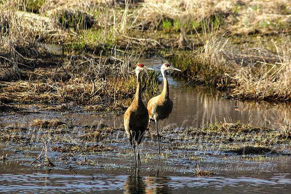 Sandhill Crane pair 2