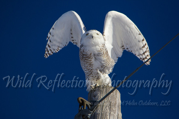 Snowy Owl in Angel Pose