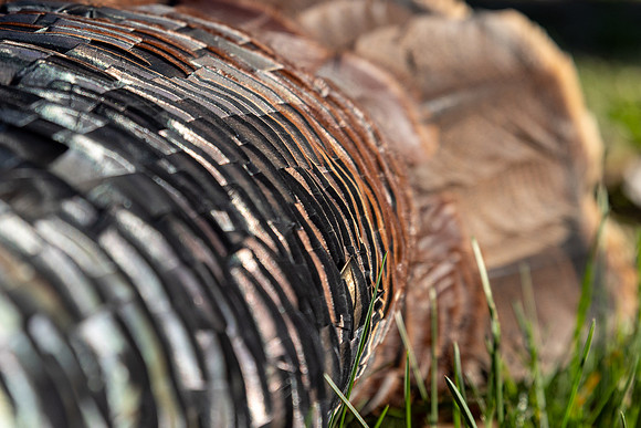 turkey feathers