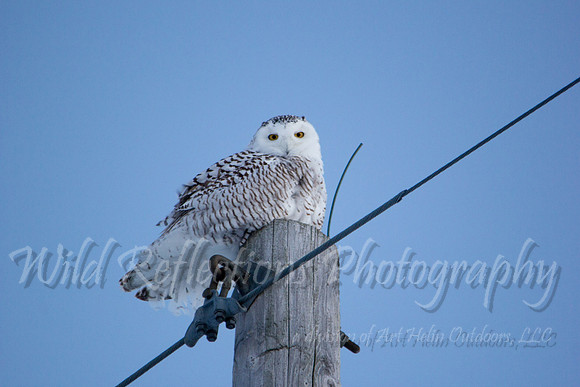 Snowy Owl, perched on pole