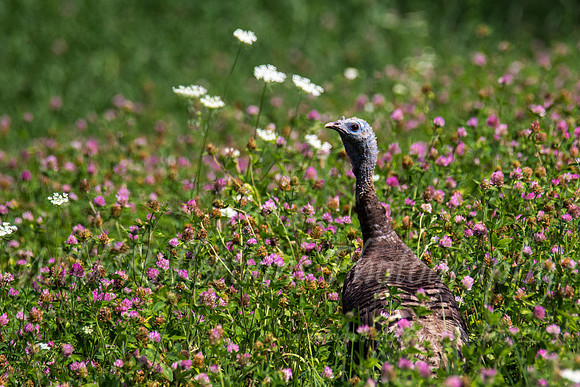 Hen turkey in purple field