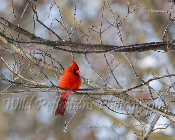 Northern Cardinal, male