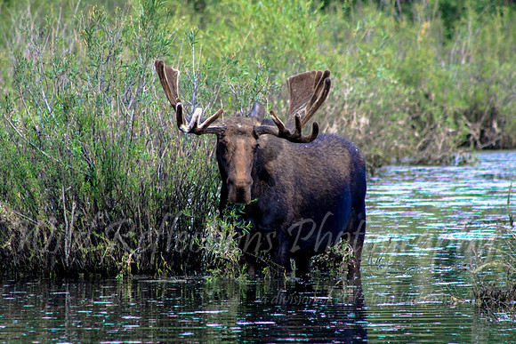 Moose, bull in velvet
