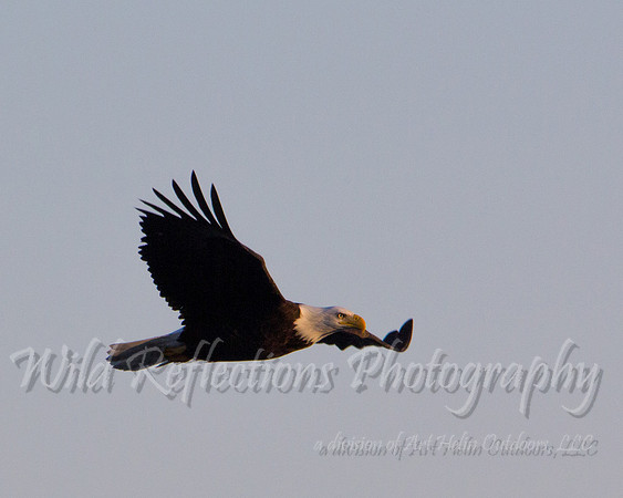 Bald Eagle, adult, soaring