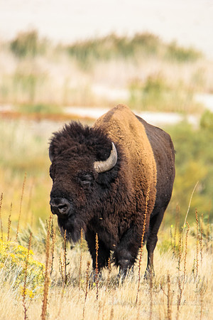 American Bison