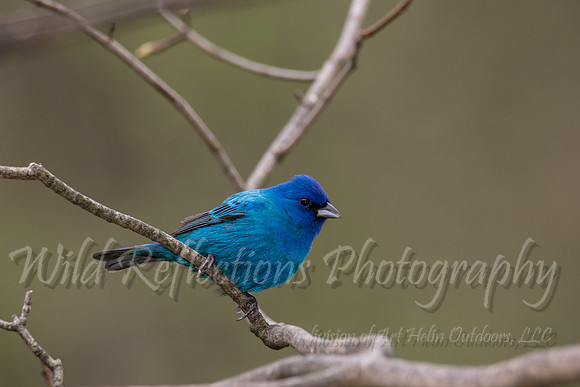 side view male indigo bunting