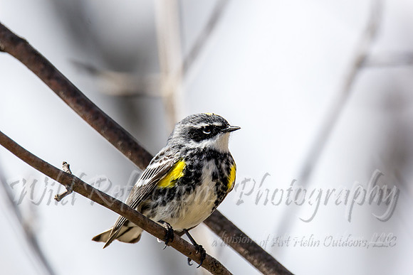 Yellow-rumped Warbler, male
