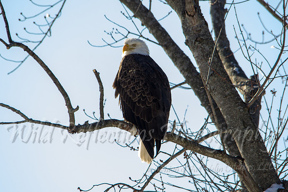 Bald eagle, adult, perched