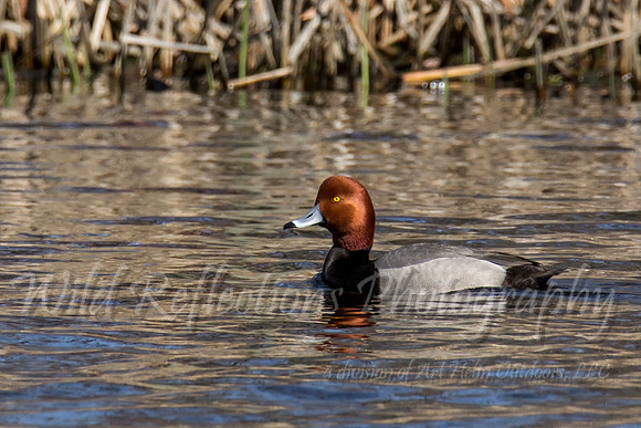 red head