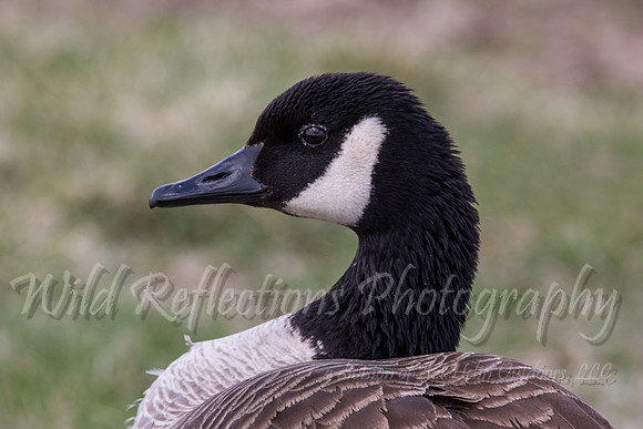 close up goose