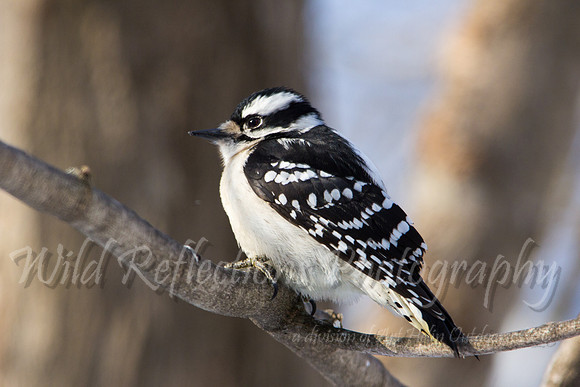 Downy Woodpecker, female