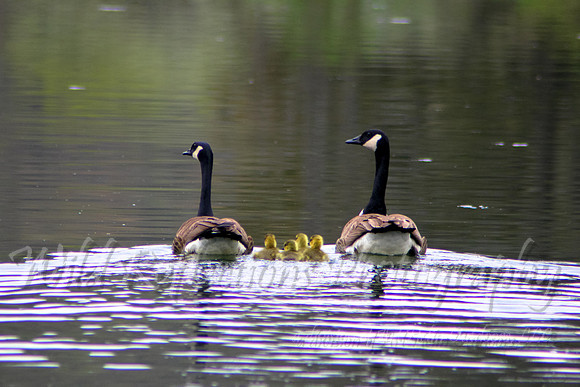 Canada Goose Family