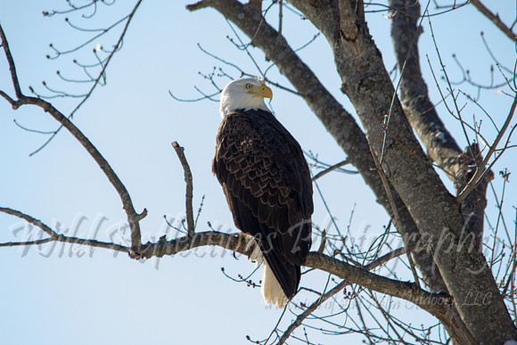 Bald Eagle, adult, resting on branch