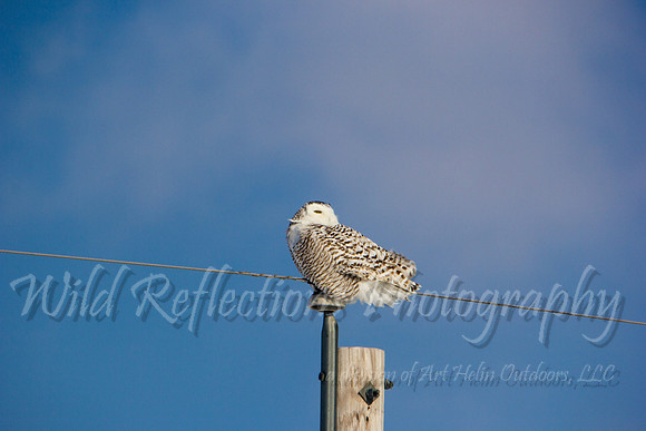Snowy Owl, face turned back