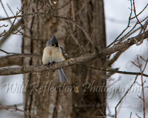 Tufted Titmouse in winter, close