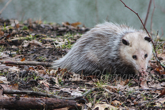 Opossum walking in dried leaves