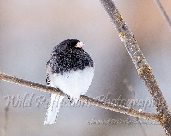 Dark-eyed Junco, slate colored, puffy