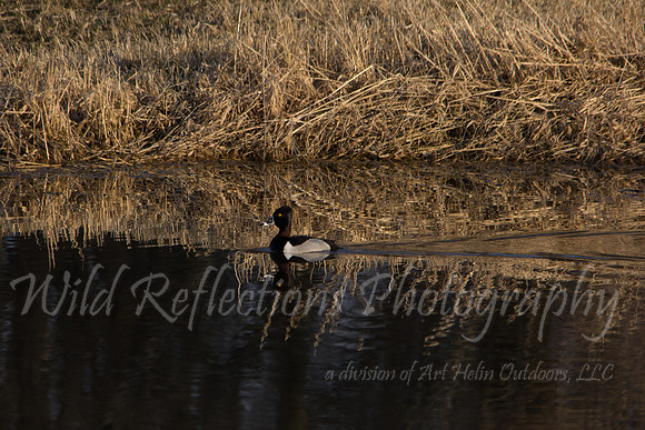 Ring-necked duck, swimming
