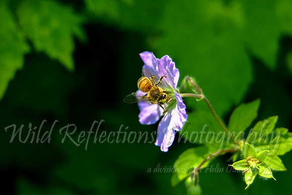 Pollinating Bee
