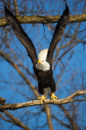 Bald Eagle, adult, lift off