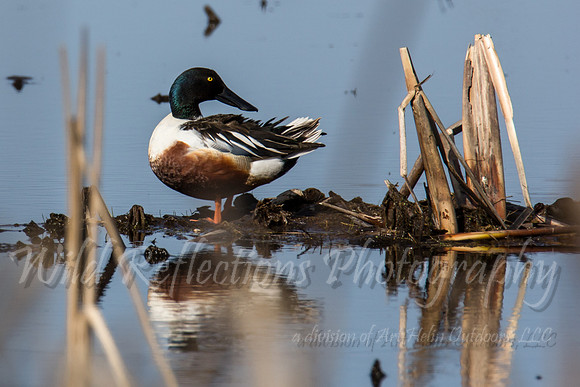 Northern shoveler