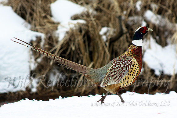 Ring-Necked Pheasant walking in snow