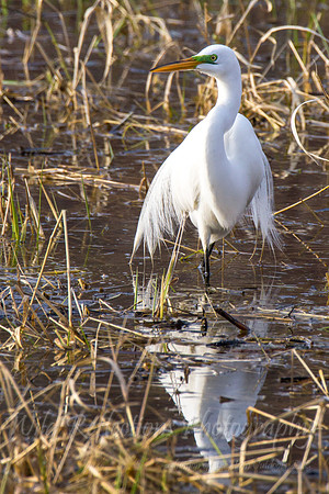 great egret mating display
