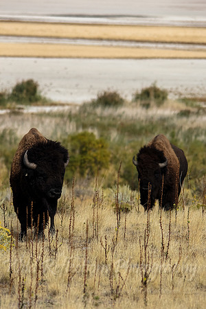 American Bison pair