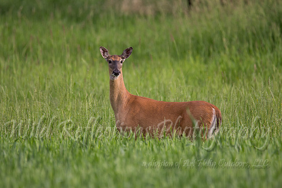 whitetail doe 193
