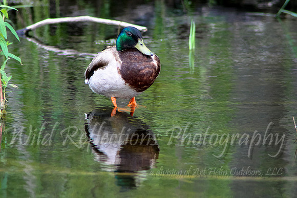 Mallard, male