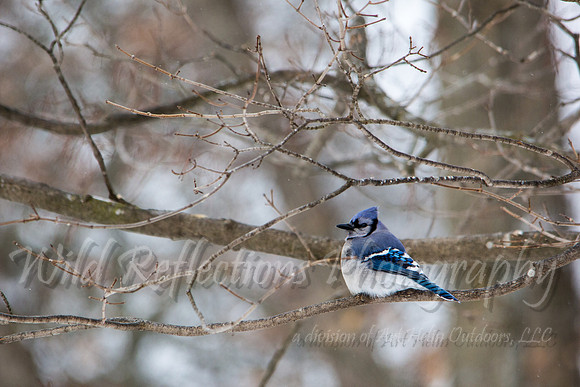 Blue Jay in profile