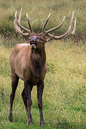 Bugling Bull Elk