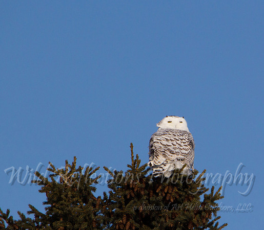 Snowy Owl perched on pine tree