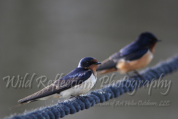 Barn Swallow pair