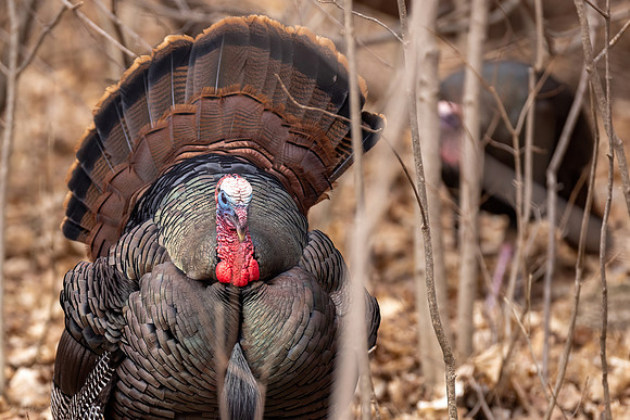 wildlife turkey