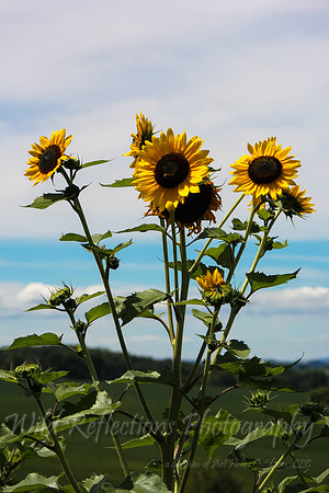 skylit sunflowers