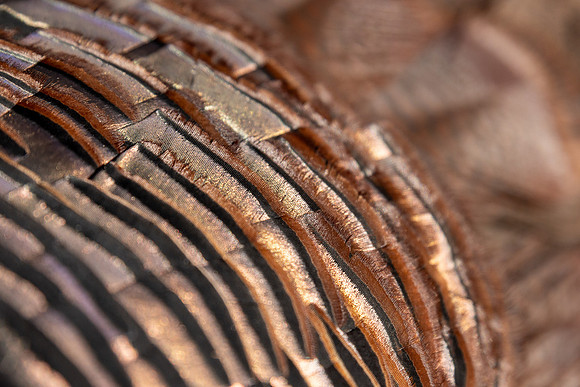 turkey feathers