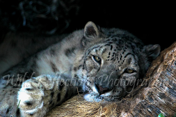 Leopard relaxing