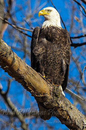proud bald eagle