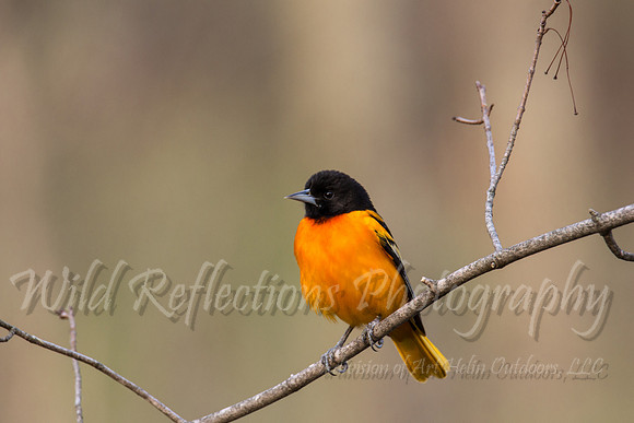 baltimore oriole