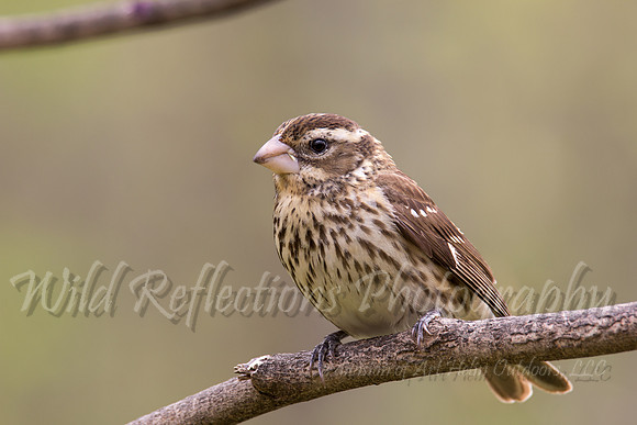 Female grosbeak