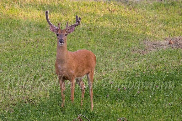 Whitetail non typical