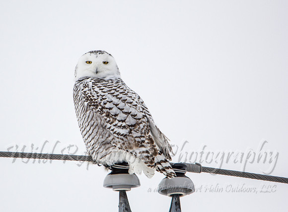 Snowy Owl yellow stare